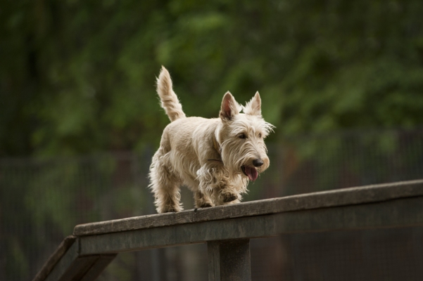 Scottish Terrier Scottish Terrier Dog Bow Wow Meow Pet Insurance