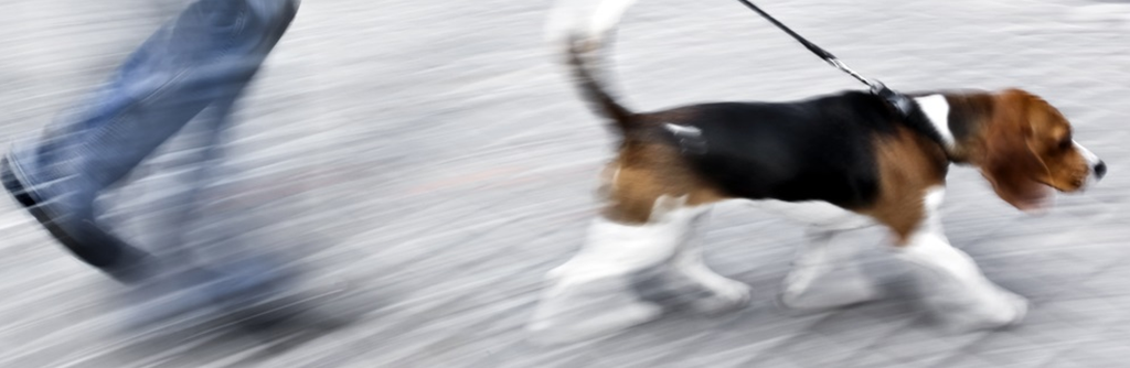 separation-anxiety-beagle-dog