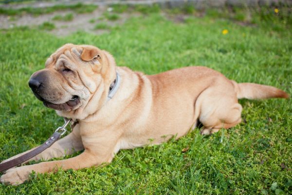Sharpei lies on the grass for a rest during a walk