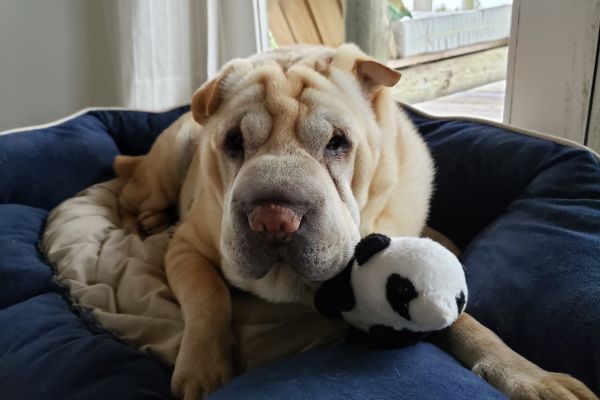Sharpei dog cuddles its soft toy on the couch