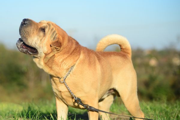 sharpei dog standing outside