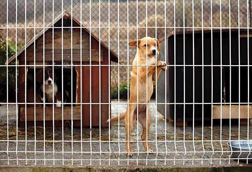 shelter-rescue-puppy-looking-through-fence-sad-puppy-cute