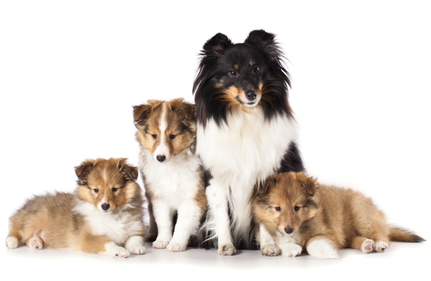 Shetland Sheepdog and Puppies Shetland Sheepdog Bow Wow Meow Pet Insurance