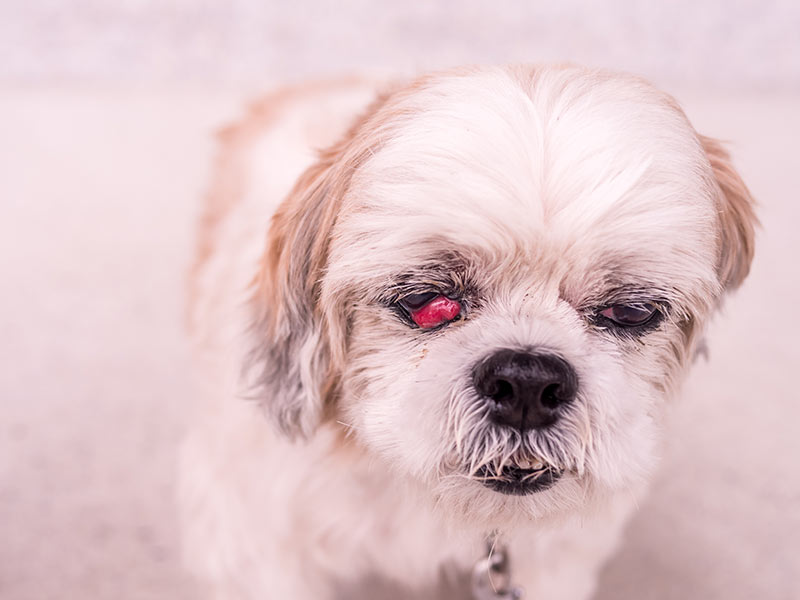 shih tzu with cherry eye third eyelid