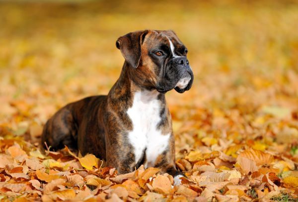 Best dog food for boxers 2019 best sale