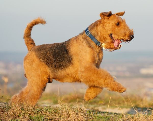purebred airedale terrier running outdoors