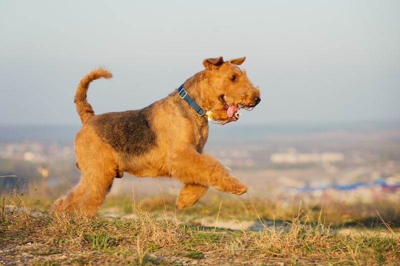 An active airedale terrier runs outdoors