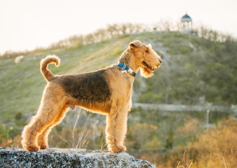 Airedale Terrier standing outdoors on a rock