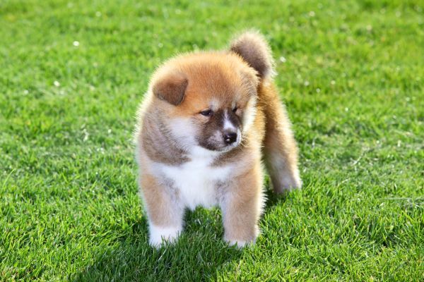 An Akita Inu puppy dog stands on green grass