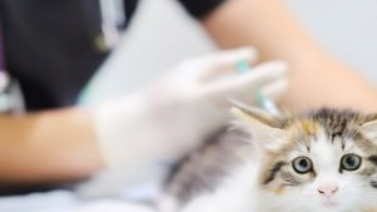 cats first injections