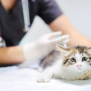 Cat and kitten vaccination