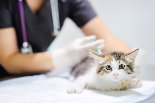 kitten sick after first vaccination