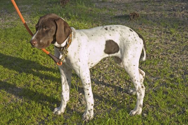 Typical English Pointer puppy on a leash in the setting sunlight