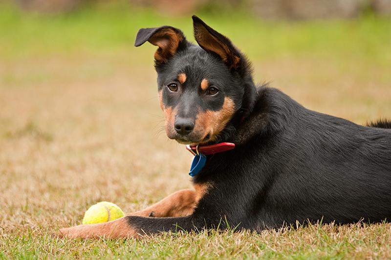 small kelpie dog