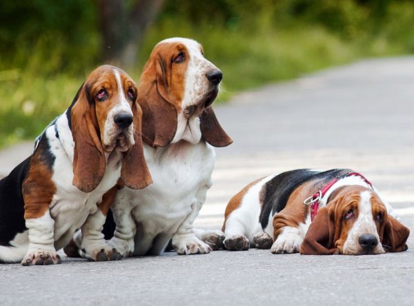 group of dogs basset hound sitting on the road