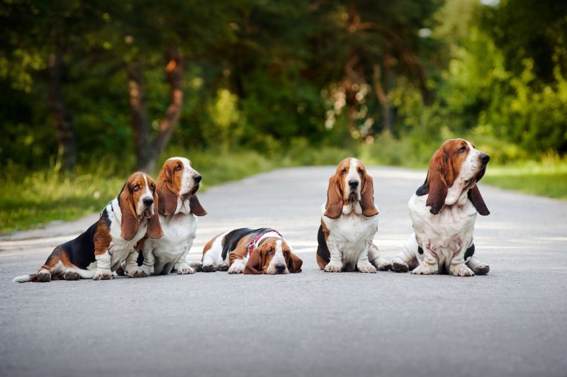 group of basset hounds sitting on the road