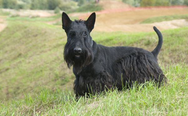 A black Scottish Terrier (Scottie) stands in the long grass