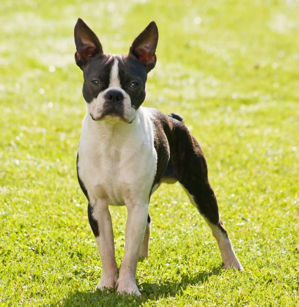 Boston terrier dog breed Bow Wow Meow Pet Insurance