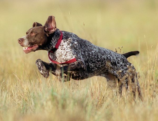 German Shorthaired Pointer dog breed Bow Wow Meow Pet Insurance