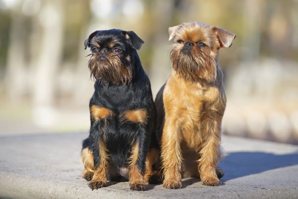 Brussels Griffon dogs (Griffon Belge and Griffon Bruxellois) sitting together outdoors