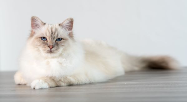 Birman cat breed Bow Wow Meow Pet Insurance