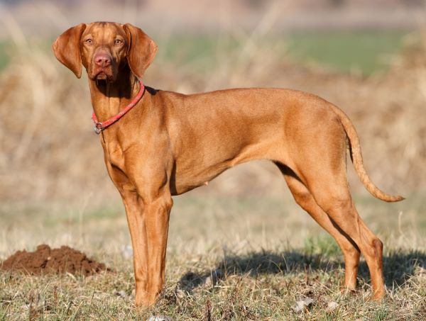 Hungarian Vizsla dog breed Bow Wow Meow Pet Insurance