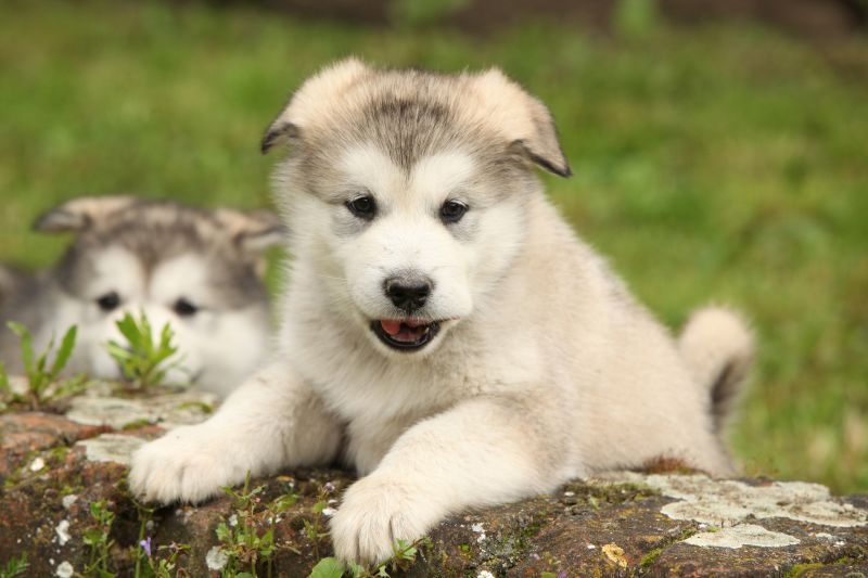 Alaskan Malamute puppies playing outdoors