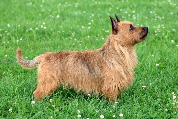 The portrait of Australian Terrier on the spring meadow