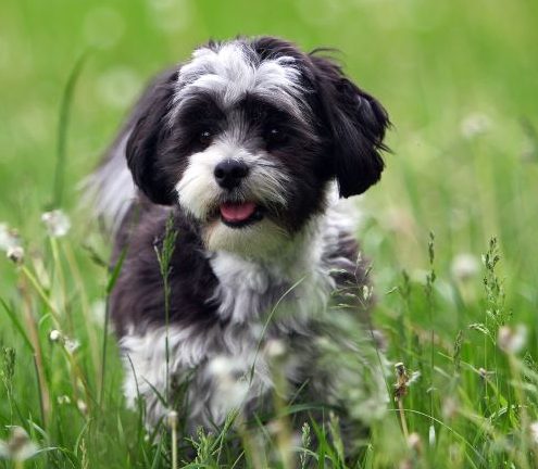 A Shih tzu/maltese cross puppy playing in the grass among the dandelions