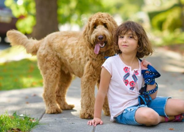 Labradoodle Dog and young girl outside in the garden together