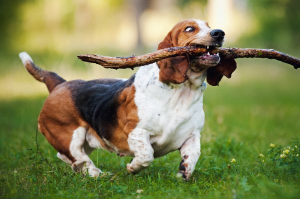 Basset hound running on the grass with stick