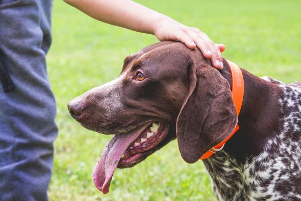 German Shorthaired Pointer dog breed Bow Wow Meow Pet Insurance