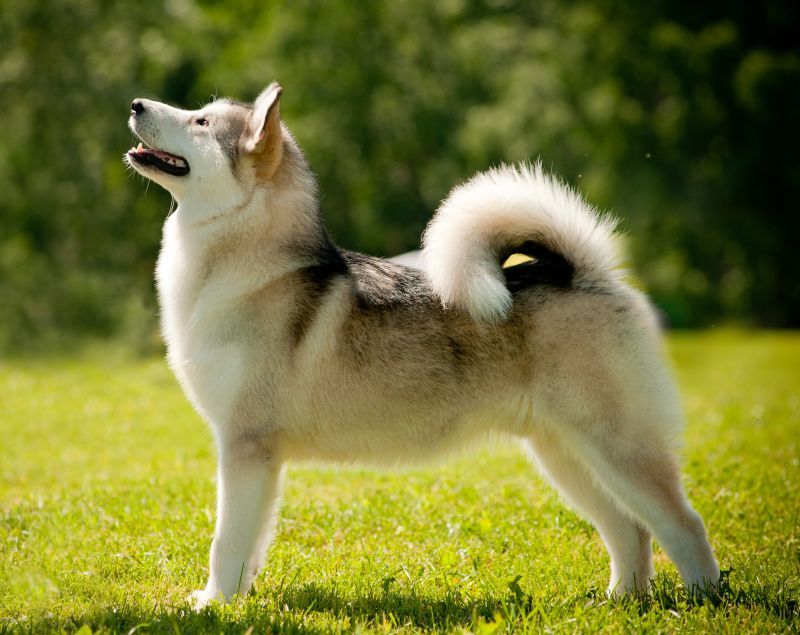 Alaskan Malamute standing outside looking up
