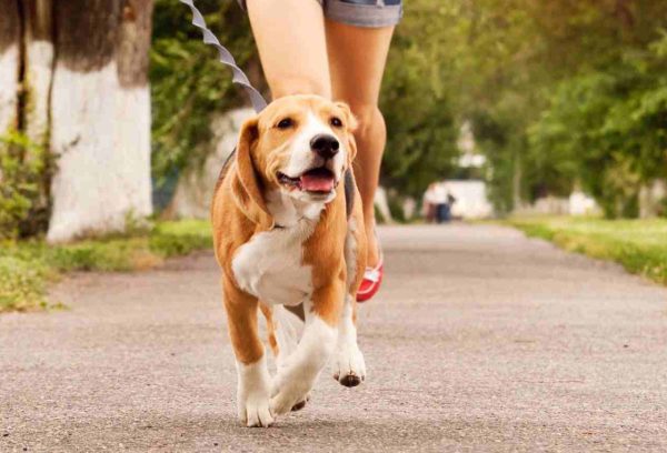Beagle dog running along a paved path on the lead with femaled owner running behind it