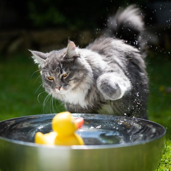 Maine Coon cat breed Bow Wow Meow Pet Insurance