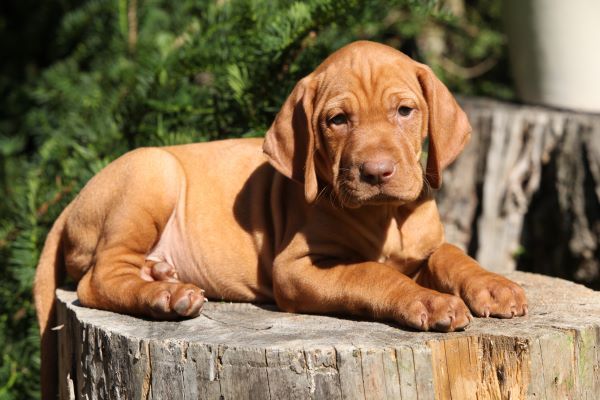 Hungarian Vizsla dog breed Bow Wow Meow Pet Insurance