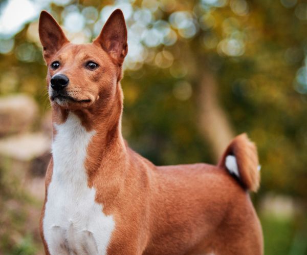 basenji dog stands outside with pricked ears and alert expression
