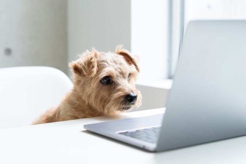 Small cute light brown Norfolk Terrier dog watching Laptop