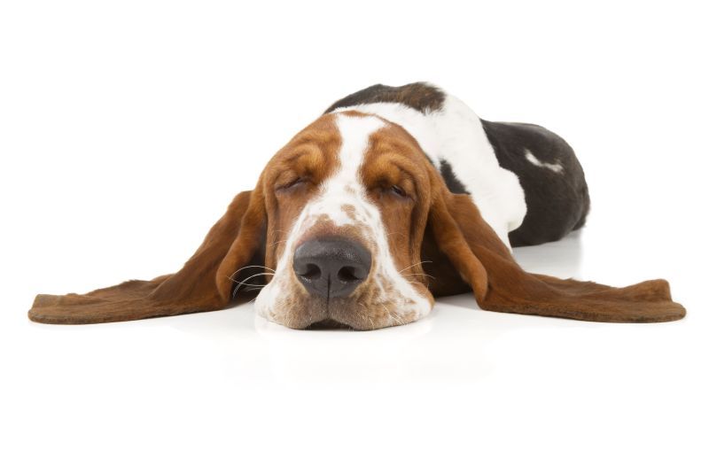Basset Hound lying down for a sleep with ears spread out