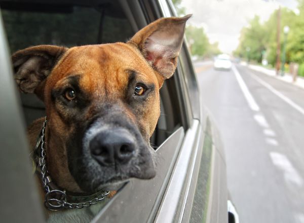 Boxer dog rides in a car with its head out the window