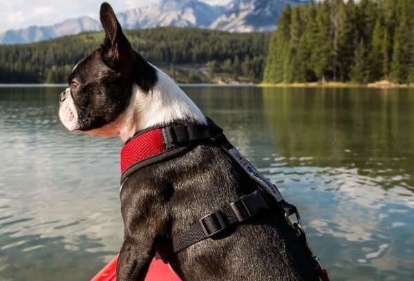 Boston terrier dog breed stands in a red kayak in the river