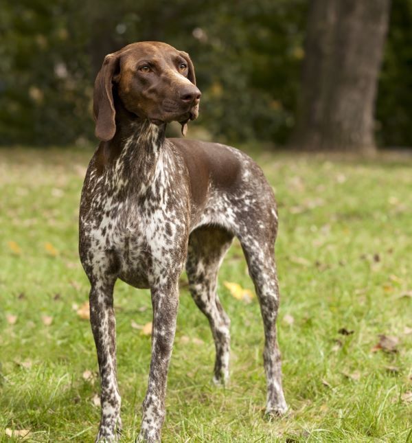 German Shorthaired Pointer dog breed Bow Wow Meow Pet Insurance