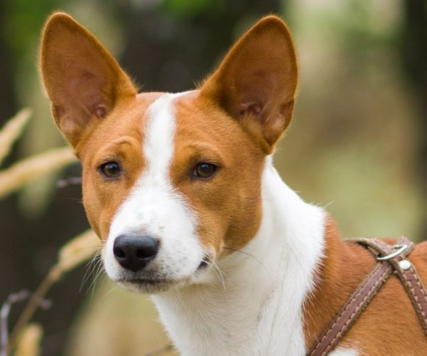 Basenji dog - troop leader on the tree branch looking into the distance