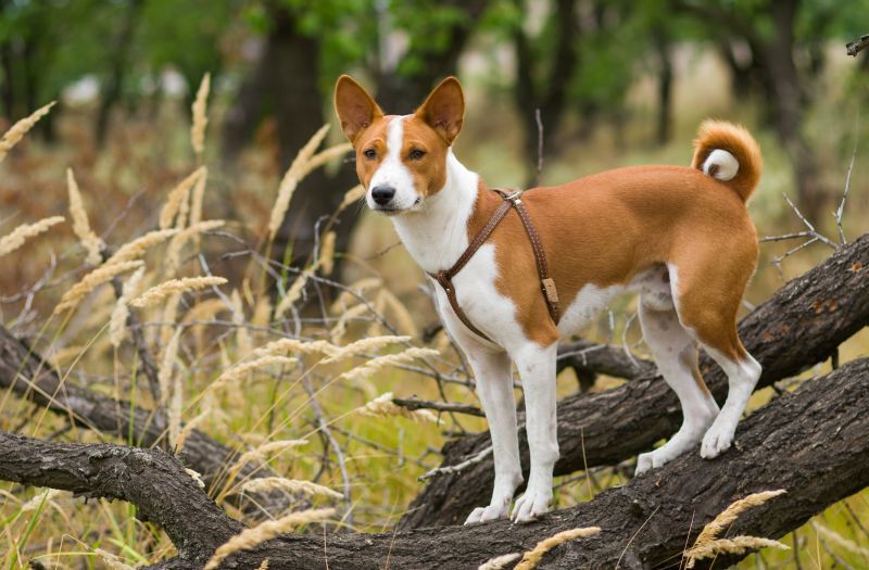 Basenji dog - troop leader on the tree branch looking into the distance