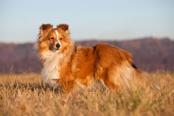 Shetland Sheepdog dog breed Bow Wow Meow Pet Insurance