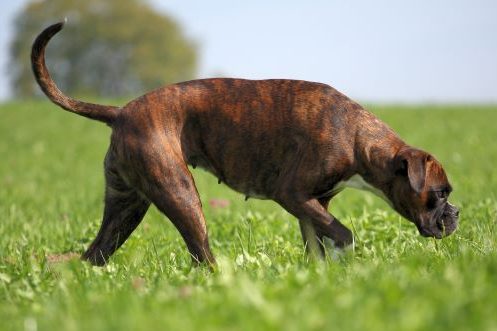 Boxer dog breed Bow Wow Meow