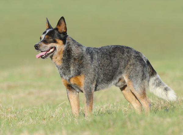 Australian Cattle Dog, aka Blue heeler dog breed Bow Wow Meow