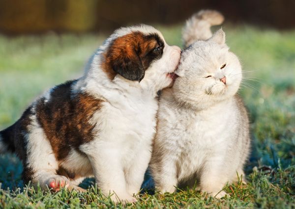 British Shorthair cat and Saint Bernard puppy play together outside