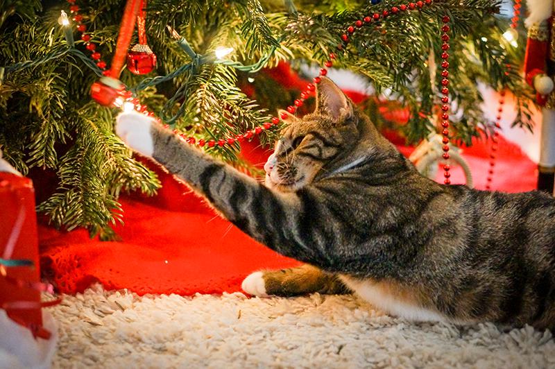 Christmas pet safety tips Bow Wow Meow