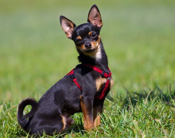 miniature pinscher poses sitting on the grass